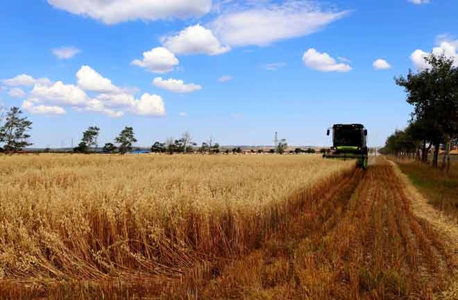 燕麥?zhǔn)崭? /></div>
        <div   id=